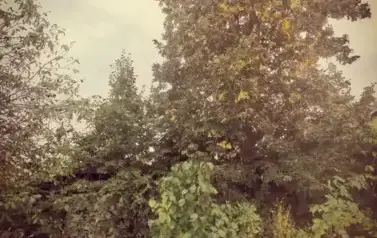 Julka Weidemann
